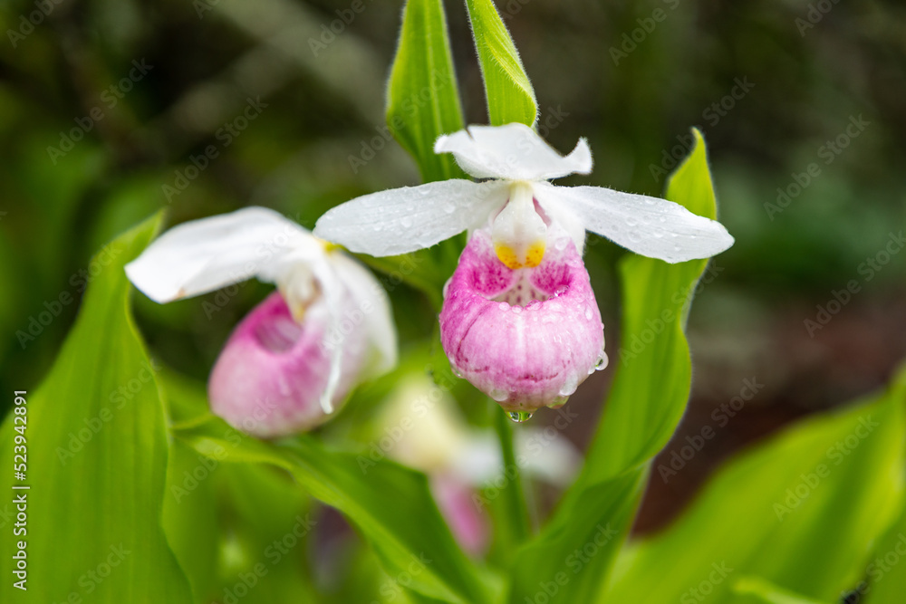 Fototapeta premium Showy Lady Slipper orchids in Northern Minnesota at Itasca State Park near Bemidji