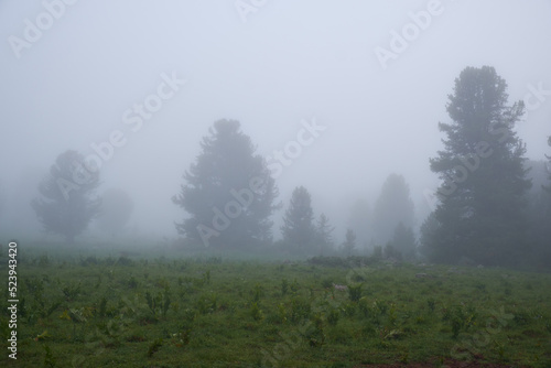 Morning fog in  mountain forest. © Serg Zastavkin