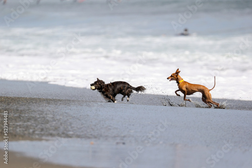 ビーチで遊ぶチワックスとイタリアングレーハウンドの犬たち © D maborosi