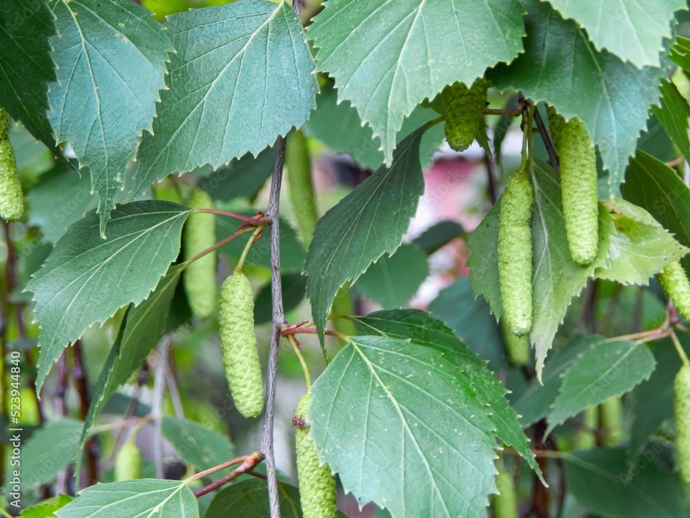 Young birch catkins among birch foliage Young birch catkins among birch foliage