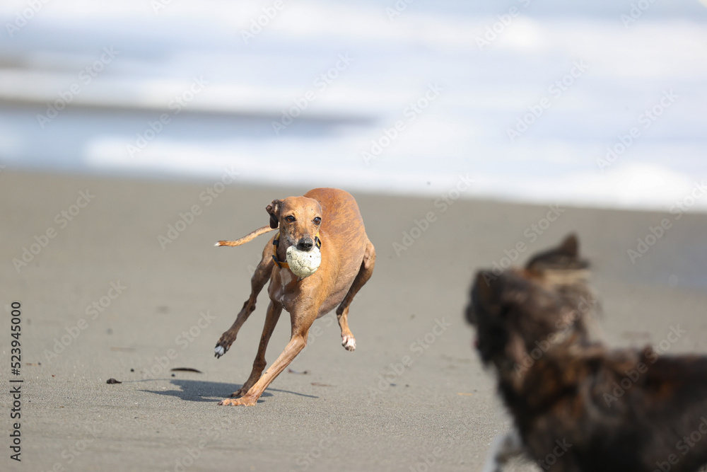 ビーチで走って遊ぶイタリアングレーハウンドの犬