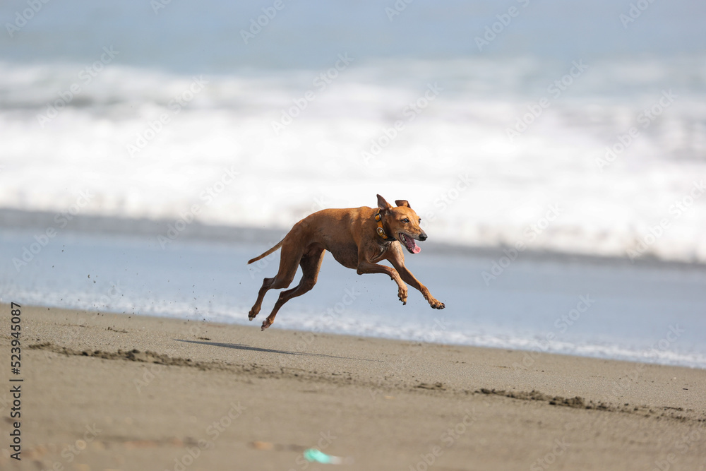 ビーチで走って遊ぶイタリアングレーハウンドの犬