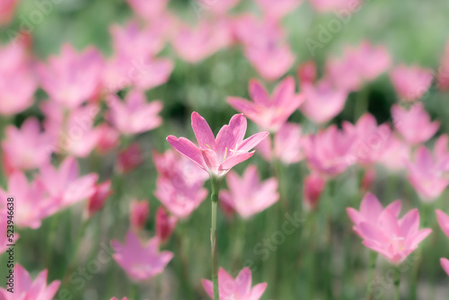 Blooming pink tropical flowers field meadow with blur background macro wallpaper