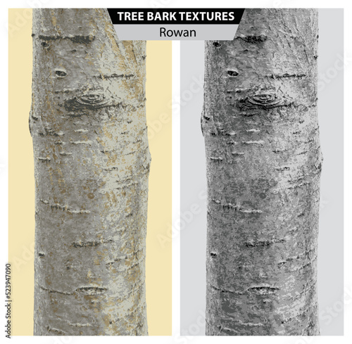 Texture of rowan bark. Vector isolated realistic black and white and multicolor illustration of rowan trunks.