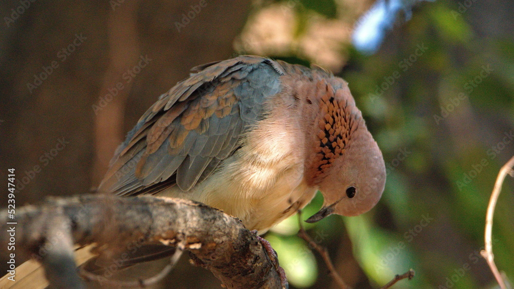 Laughing dove (Spilopelia senegalensis) perched in a tree in a backyard in Pretoria, South Africa