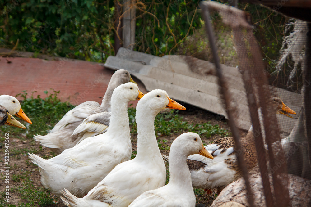 Fototapeta premium A group of ducks in the village