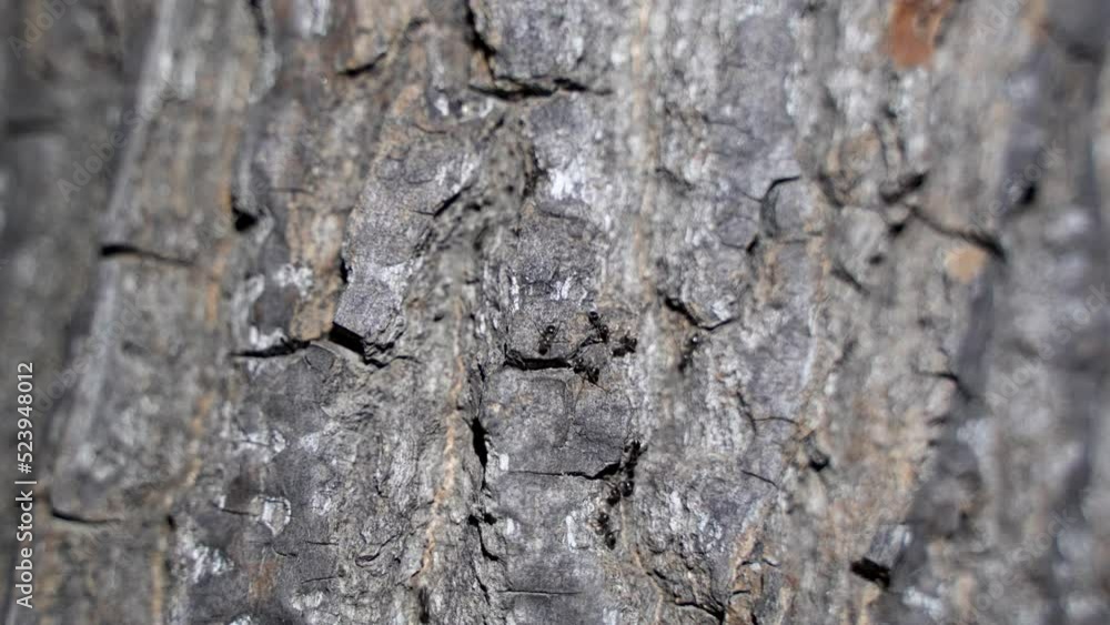 Ants crawling on tree trunk at night, flying ants Ants crawling on tree trunk at night, flying ants