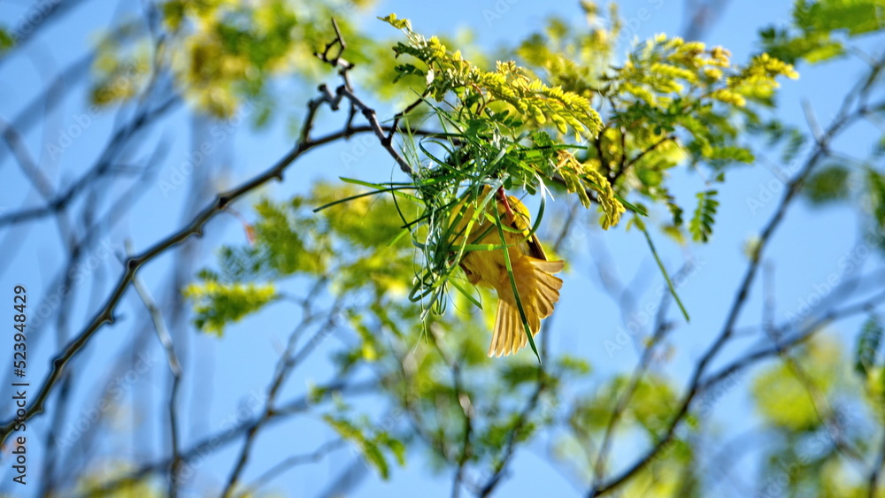 Fototapeta premium Male Southern masked weaver (Ploceus velatus) building a nest in a tree in a backyard in Pretoria, South Africa