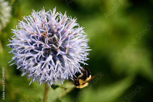 Bumblebee on a Purple Flower