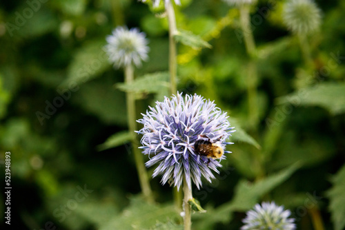 Bumblebee on a Purple Flower