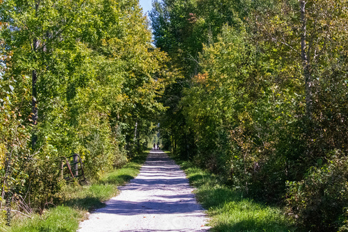 Hikers and Dog on a Forest Path