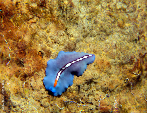 A Racing Stripe Flatworm crawling on a wreck Boracay Philippines
