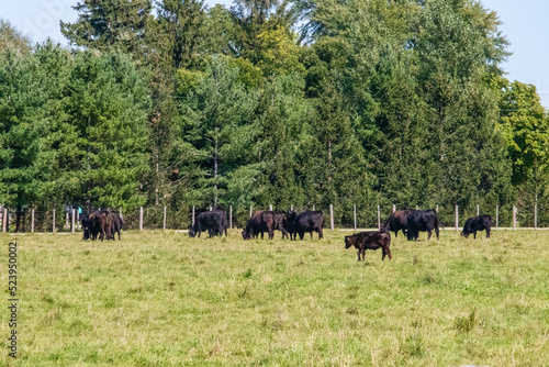 A Herd of Cows in a Field