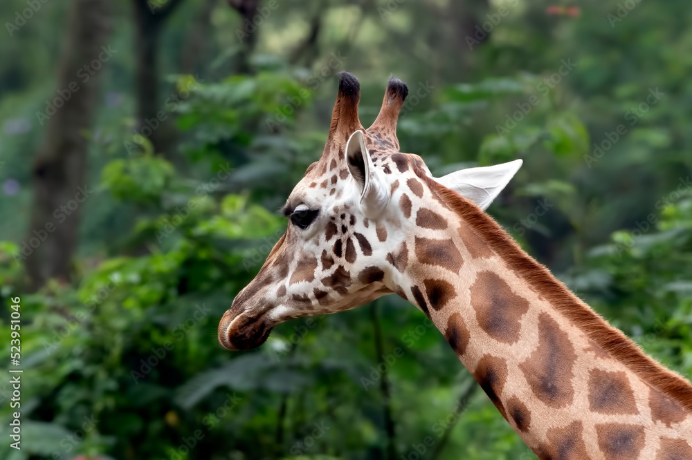 An African giraffe in a tropical forest An African giraffe in a tropical forest