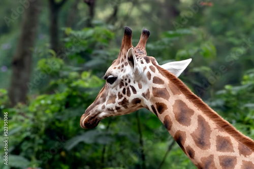 An African giraffe in a tropical forest