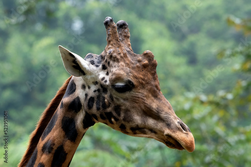 An African giraffe in a tropical forest