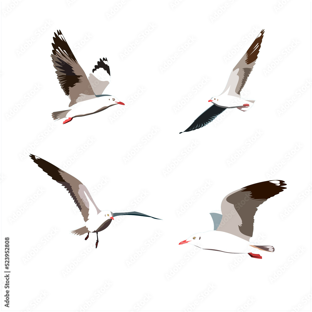 Set of seagull bird flying, Four Seabird fly on sky isolated with clipping path and alpha channel on transparent picture background Set of seagull bird flying, Four Seabird fly on sky isolated with clipping path and alpha channel on transparent picture background