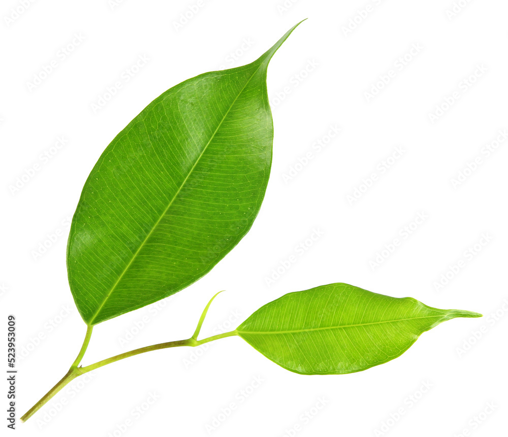 Fototapeta premium green leaf on transparent background png file