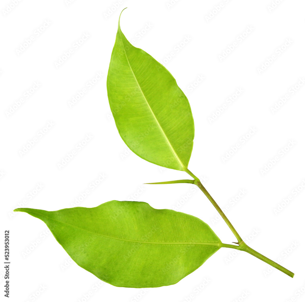 Fototapeta premium green leaf on transparent background png file