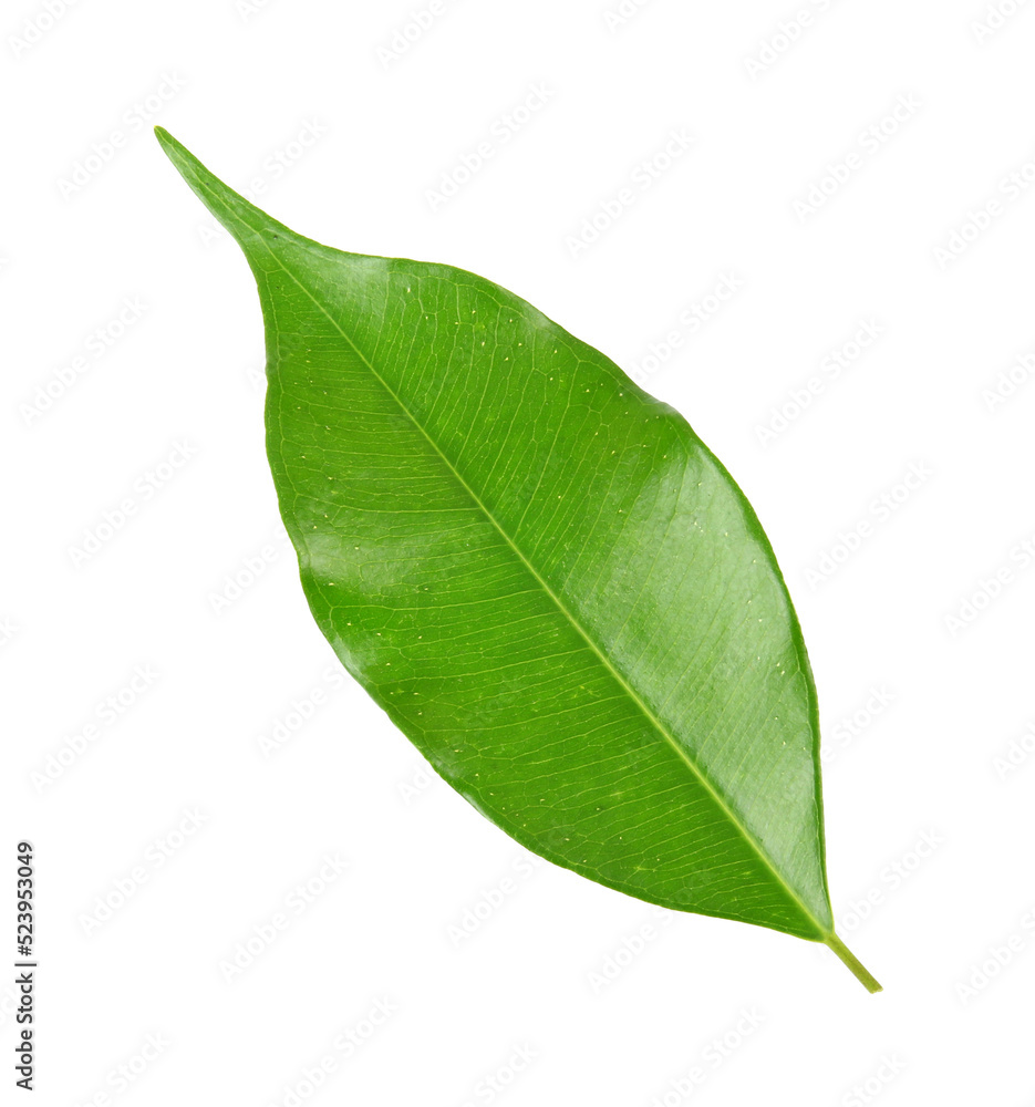 Fototapeta premium green leaf on transparent background png file