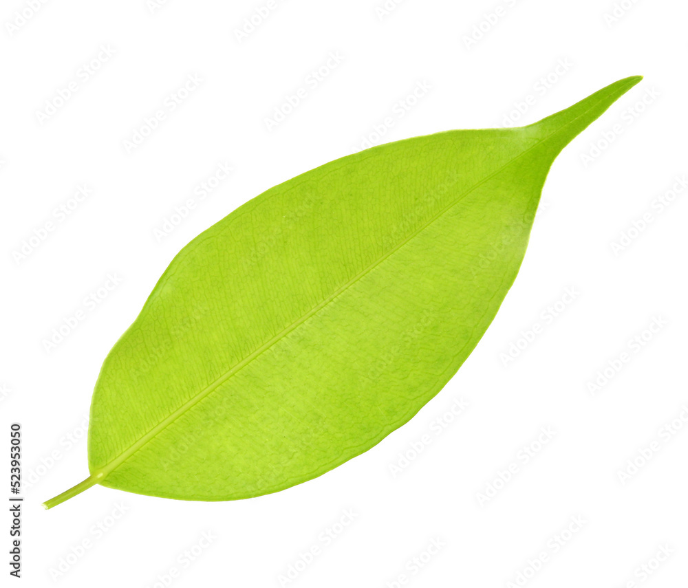 Fototapeta premium green leaf on transparent background png file