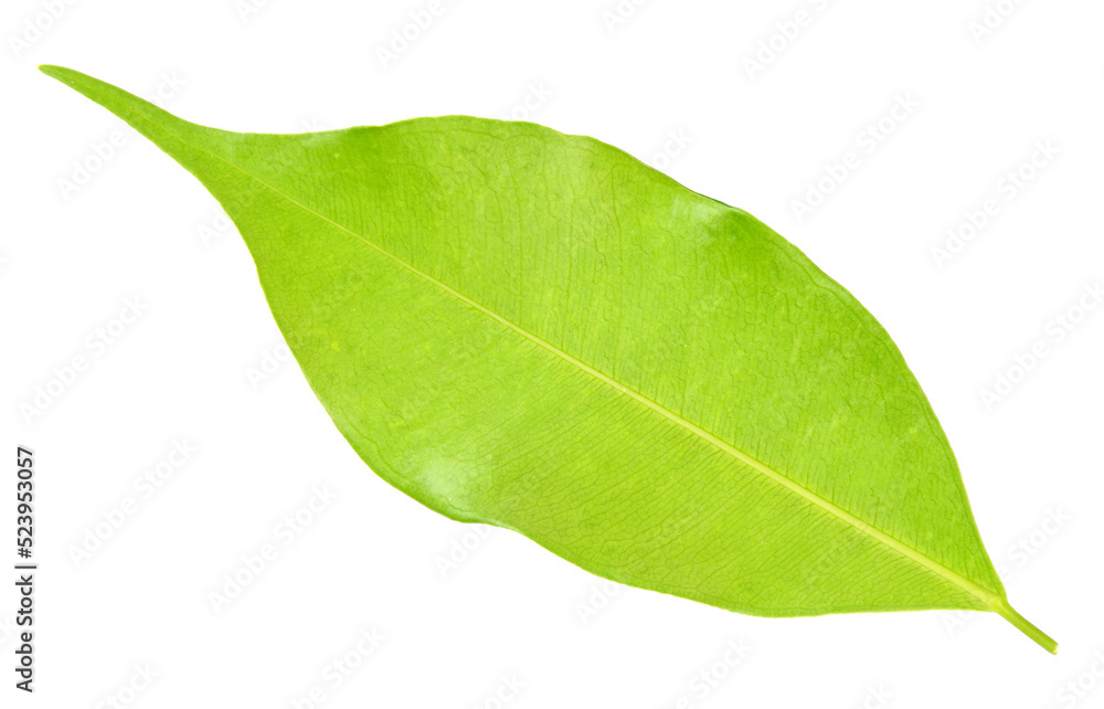 Fototapeta premium green leaf on transparent background png file
