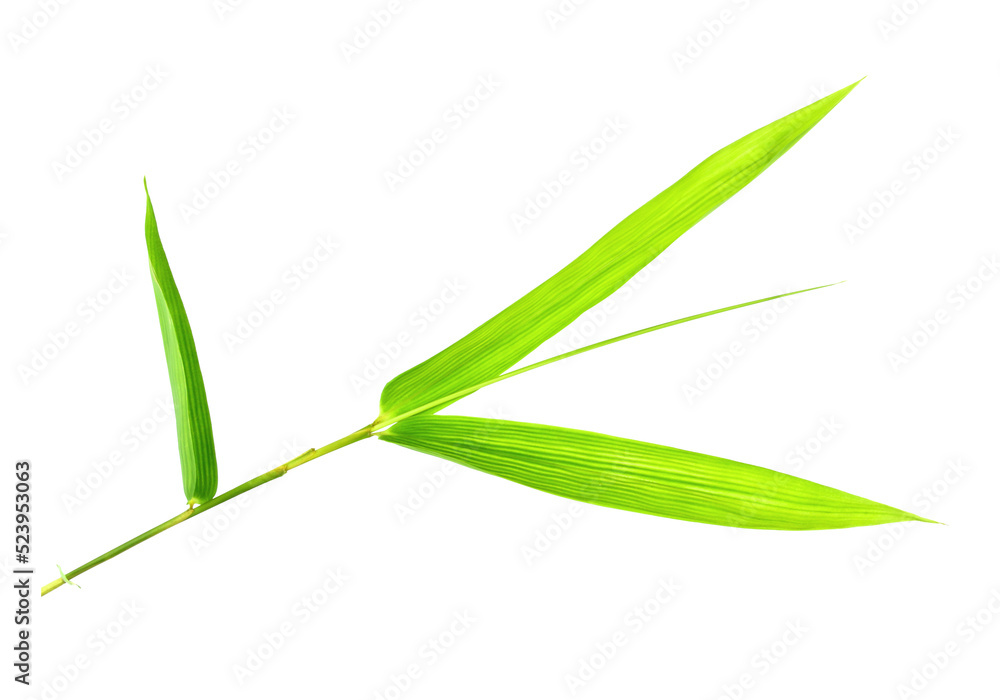 Bamboo leaves isolated on transparent background png file Bamboo leaves isolated on transparent background png file