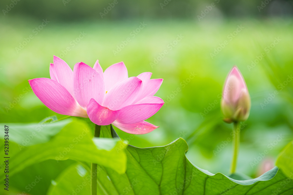 In summer, the lotus flowers in the lotus pond are blooming In summer, the lotus flowers in the lotus pond are blooming