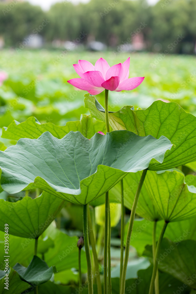 In summer, the lotus flowers in the lotus pond are blooming