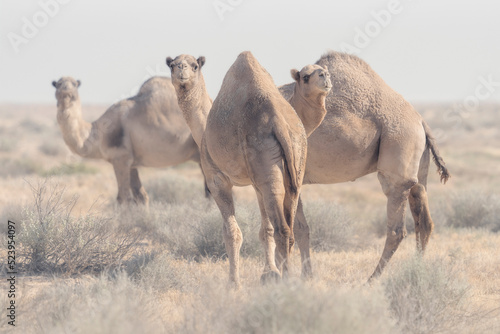 Fototapeta Naklejka Na Ścianę i Meble -  Trio of feral dromedary camels (Camelus dromedarius) in saltbush scrub habitat, South Australia