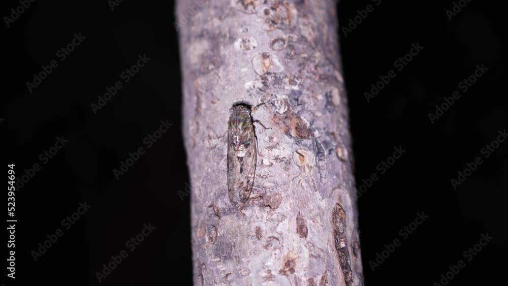 Knowing that perched on tree trunks at night Knowing that perched on tree trunks at night