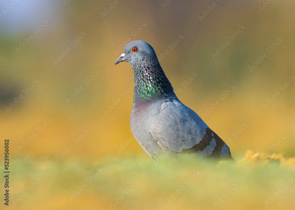 Rock pigeon. Common pigeon. Bird. Bird background. Wildlife photography. Natural background. Abstract background. Blue bird. Pigeon. Rock pigeon. Common pigeon. Bird. Bird background. Wildlife photography. Natural background. Abstract background. Blue bird. Pigeon.