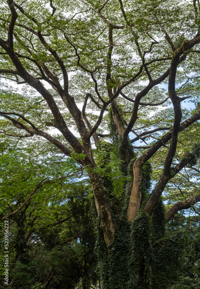 Rainforest Tree Covered with Green Vines. Rainforest Tree Covered with Green Vines.