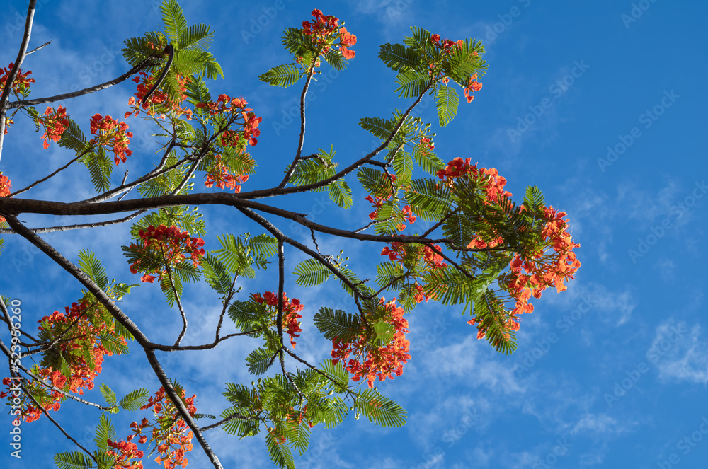 Autumn Sky with an Orange and Green Tree. Autumn Sky with an Orange and Green Tree.