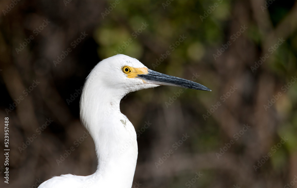 Snowy egret in profile up close and isolated with negative space Snowy egret in profile up close and isolated with negative space