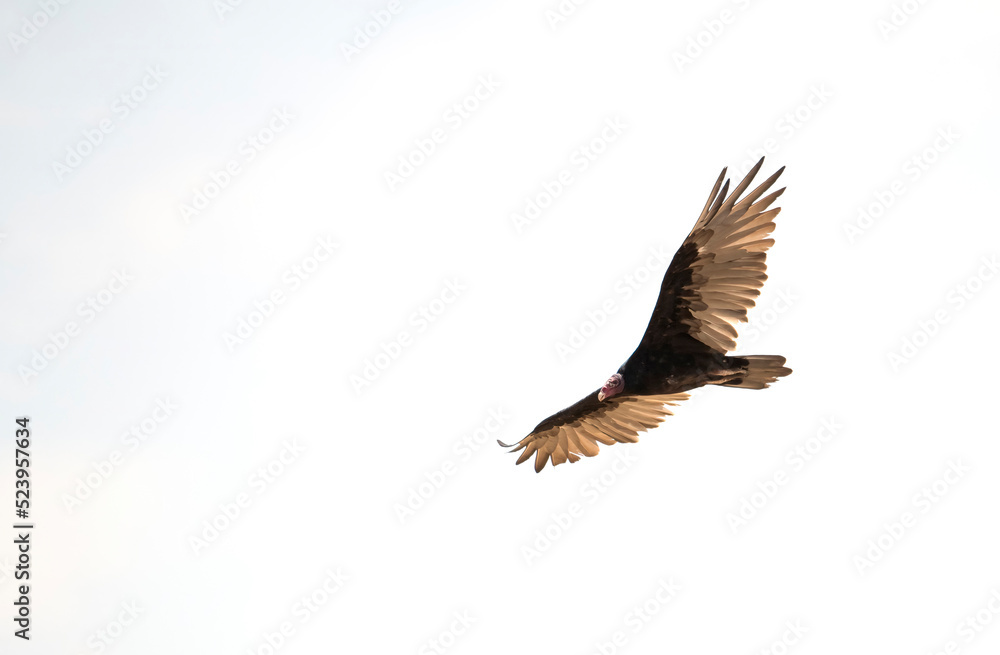Turkey Vulture in flight high key landscape with negative white space Turkey Vulture in flight high key landscape with negative white space