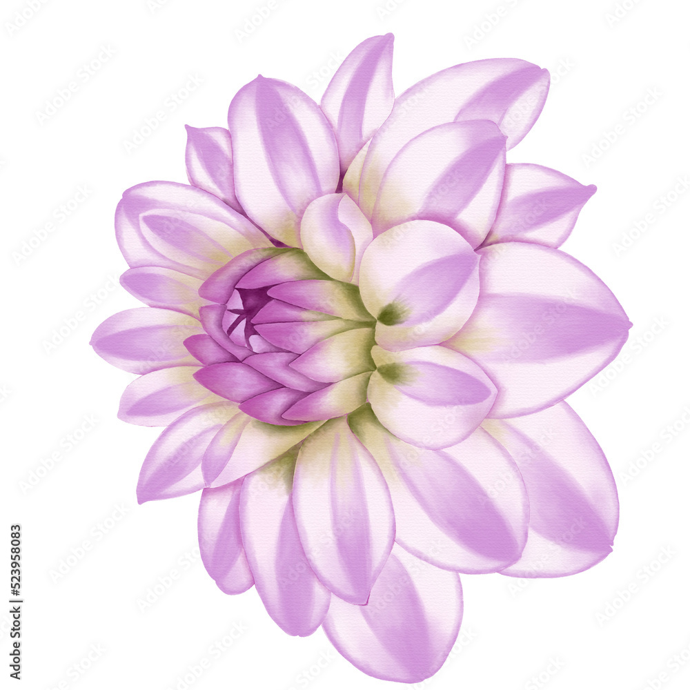 Fototapeta premium Pink flowers watercolor dahlia illustration. pink dahlia isolated on white background.