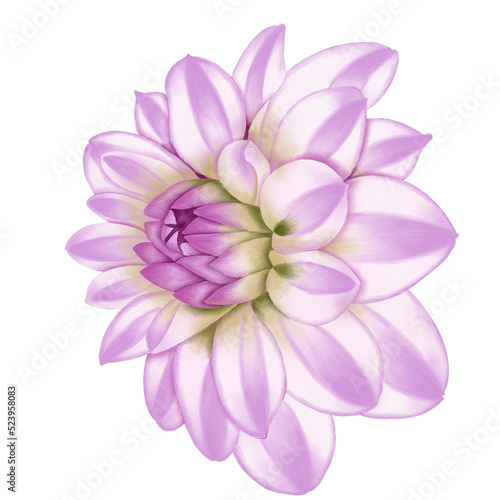 Pink flowers watercolor dahlia illustration. pink dahlia isolated on white background. © PHICHYSILP