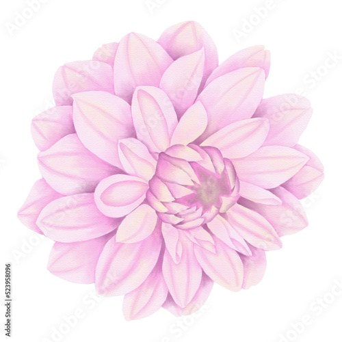 Pink flowers watercolor dahlia illustration. pink dahlia isolated on white background.