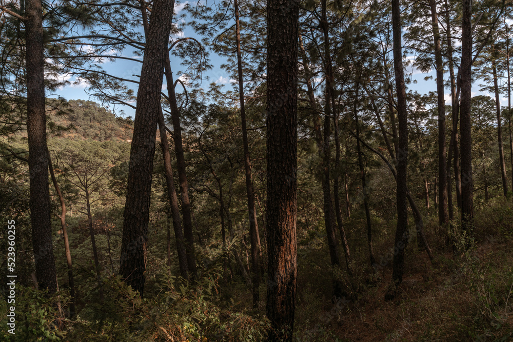gran bosque en la sierra del tigre, Mazamitla jalisco, Mexico gran bosque en la sierra del tigre, Mazamitla jalisco, Mexico