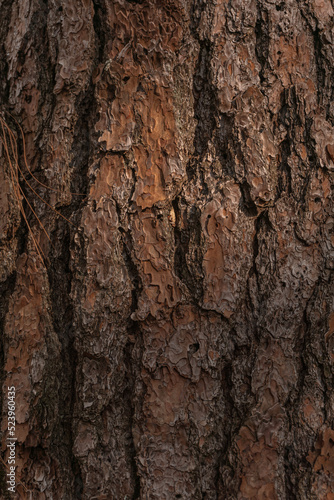 textur de la corteza de un árbol