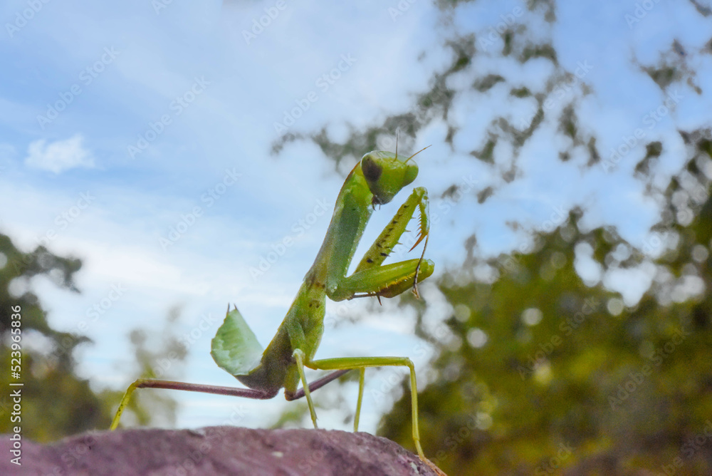 カマキリ カマキリ