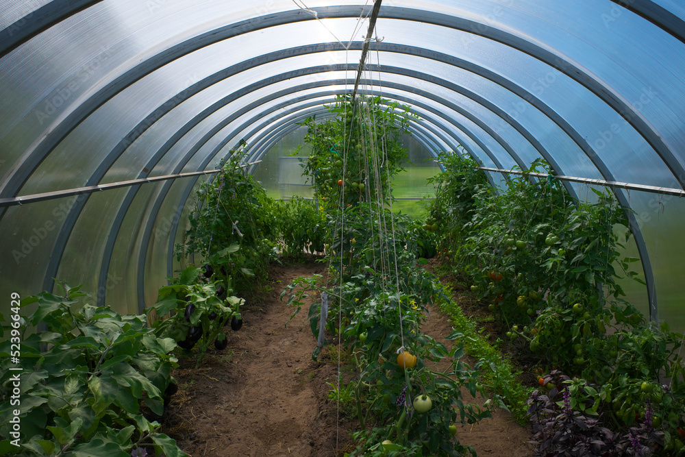 Vegetables, red and green tomatoes in a transparent polycarbonate greenhouse Vegetables, red and green tomatoes in a transparent polycarbonate greenhouse