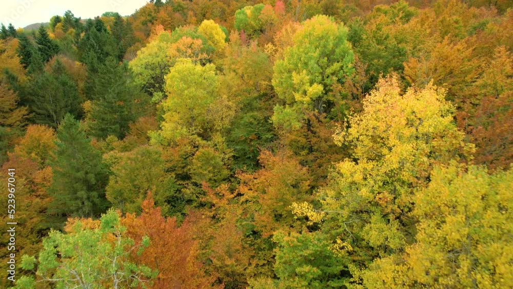 AERIAL: Amazingly varied colour palette of lush mixed forest in autumn season. Gorgeous high angle view of woodland area in colorful autumn shades. Changing leaves of deciduous trees in fall season. AERIAL: Amazingly varied colour palette of lush mixed forest in autumn season. Gorgeous high angle view of woodland area in colorful autumn shades. Changing leaves of deciduous trees in fall season.