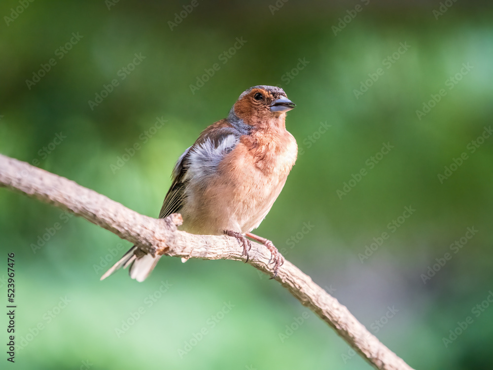 Common chaffinch, Fringilla coelebs, sits on a branch in spring on green background. Common chaffinch in wildlife. Common chaffinch, Fringilla coelebs, sits on a branch in spring on green background. Common chaffinch in wildlife.