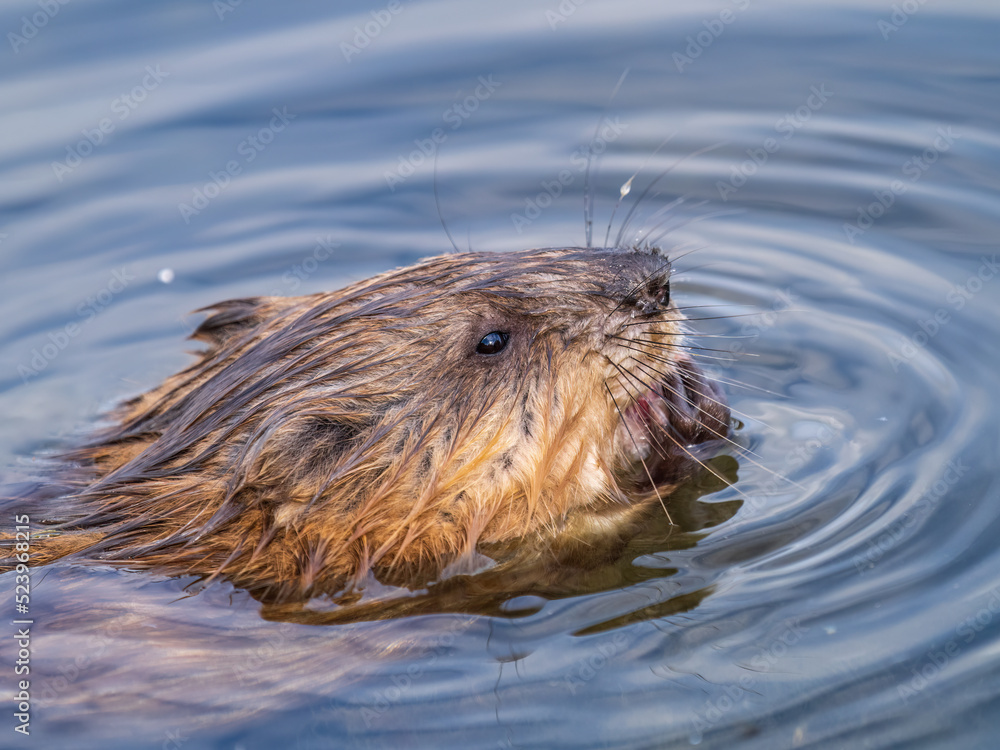Muskrat, Ondatra zibethicuseats swiming at the surface of the lake water. Muskrat, Ondatra zibethicuseats swiming at the surface of the lake water.