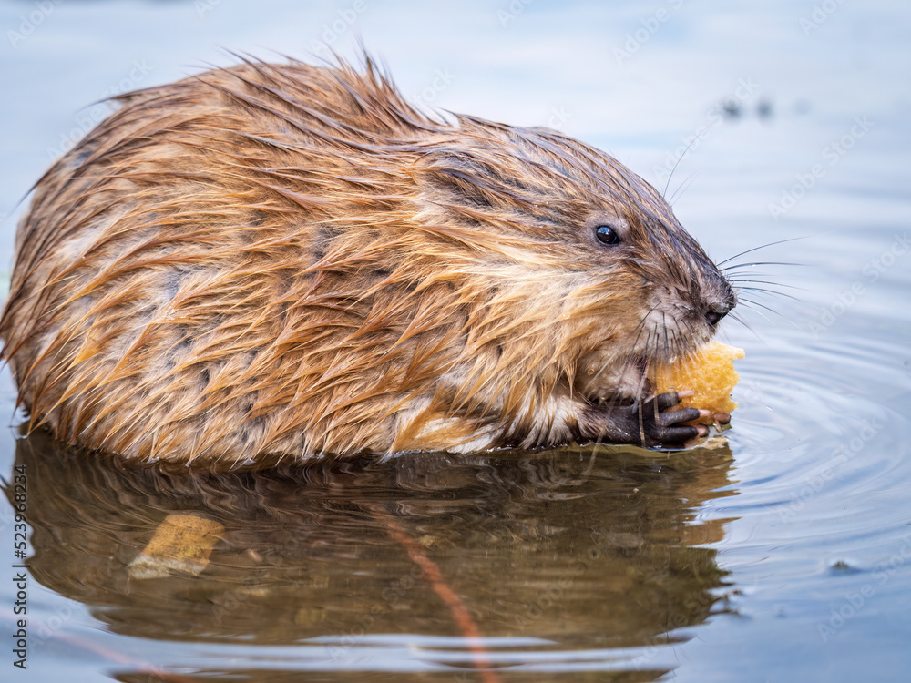 Wild animal Muskrat, Ondatra zibethicuseats, eats on the river bank Wild animal Muskrat, Ondatra zibethicuseats, eats on the river bank