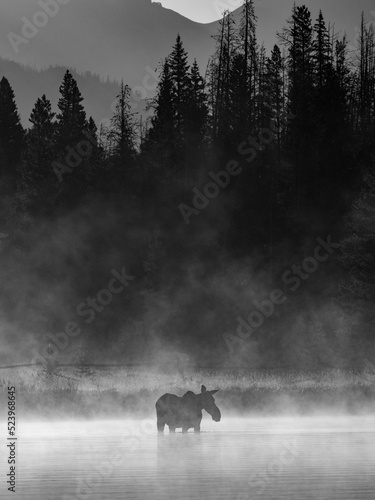 Cow moose feeding in a lake photo