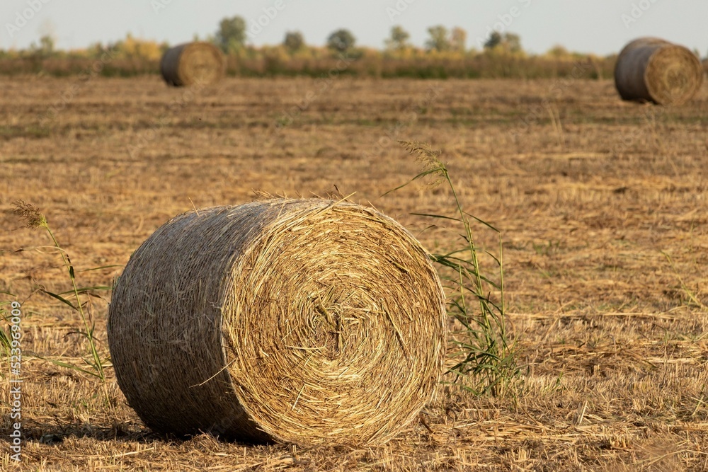 Warm autumn evening: agricultural field with dry grass and hay rolls close-up Warm autumn evening: agricultural field with dry grass and hay rolls close-up