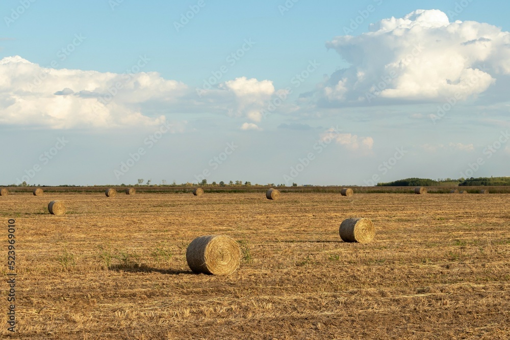 A warm autumn evening: an agricultural field with dry grass and rolls of hay against a cloudy evening sky